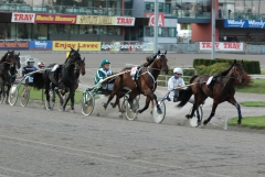 Maharajah utvändigt med klippande öron i premieloppet. Foto; A.Lindblom/Travkompaniet